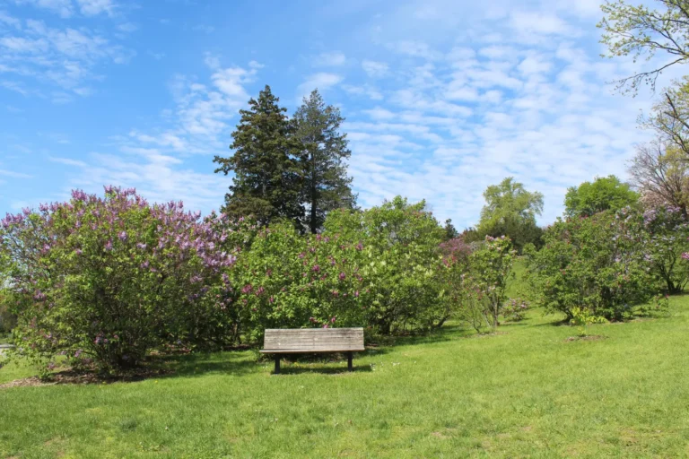 A Bench and Beautiful Flowers and Trees in Highland Park Rochester New York