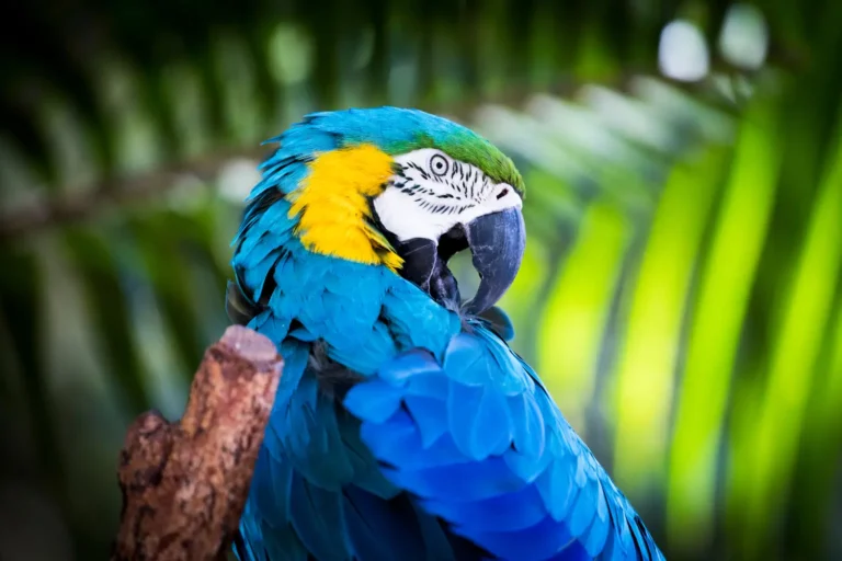 close up of a wildlife bird